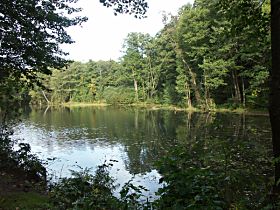 Jenišovský rybník
