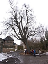 Ošetření lípy u kostela v Bořejově